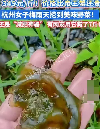 杭州雨后出现地衣